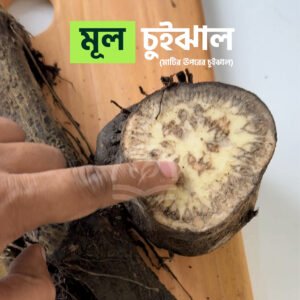 এঁটো-চুইঝাল-মাটির-ঊপরের