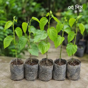 āĻā§āĻāĻāĻžāϞ āĻāĻžāĻā§āϰ āĻāĻžāϰāĻž | Chui Jhal Plant