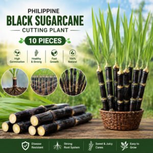 philippine sugarcane plan